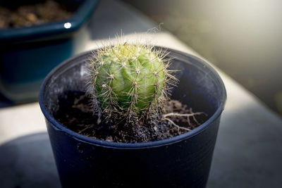 High angle view of potted plant