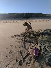 View of dog on beach