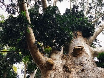 Low angle view of trees against sky in forest