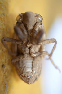 Close-up of spider