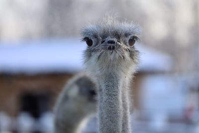 Close-up of bird