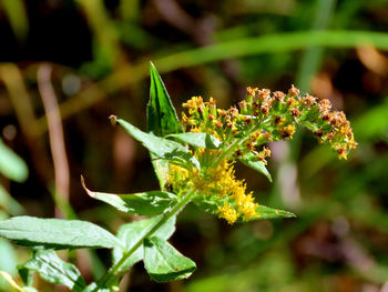 Close-up of flowering plant