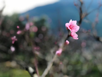 Close-up of pink cherry blossom