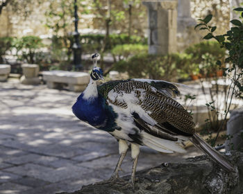 Close-up of a peacock roaming through the ruins of the sao jorge's castle, in the center of lisbon. 
