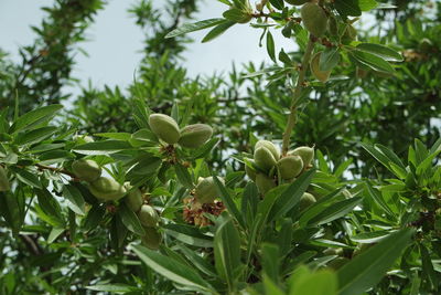 Close-up of fresh green plants