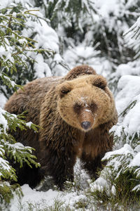 Grizzly bear standing in snow covered trees outdoors