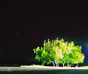 Close-up of tree against sky at night