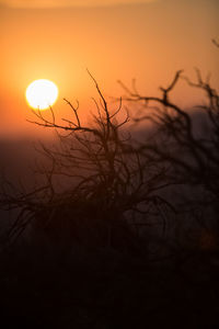Close-up of silhouette bare tree against sea during sunset