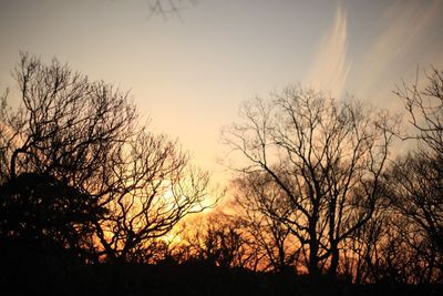 Silhouette bare trees against sky during sunset