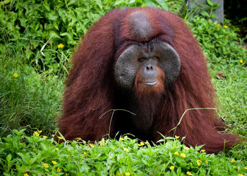 Orangutan in borneo island