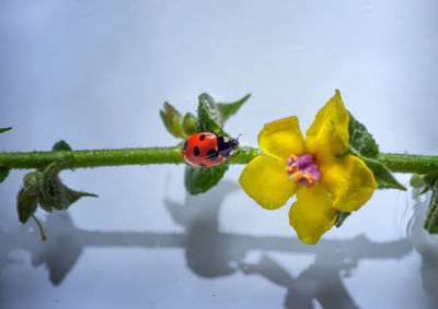 Close-up of ladybug on flower