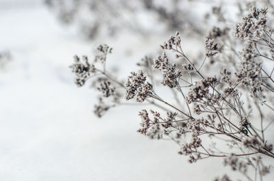 Close-up of snow covered plant