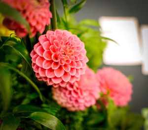Close-up of pink dahlia flower