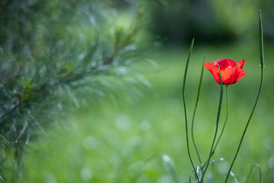 Close-up of red flowering plant