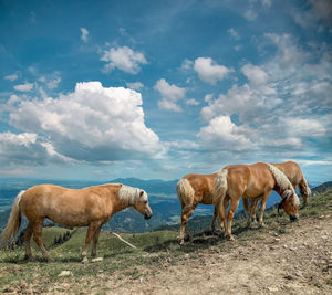 Horses in a meadow beautiful horse summer field blue sky background. a horse is grazing in mountains