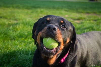 Close-up of black dog