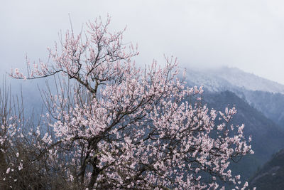 Cherry blossom tree against sky