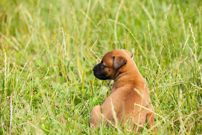 View of dog sitting on grass