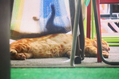 Cat sleeping on tiled floor