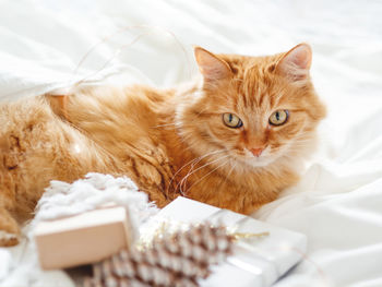 Ginger cat near stack of new year presents. pet on white sheet. domestic animal at christmas eve. 