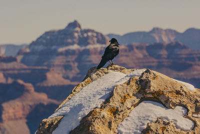 Close-up of bird perching on rock against sky