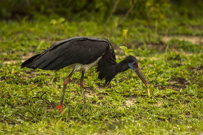 Side view of a bird on field