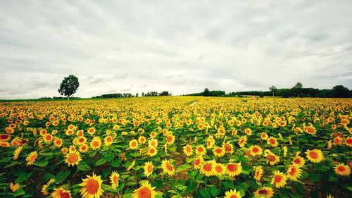 Scenic view of yellow flowers on field against cloudy sky
