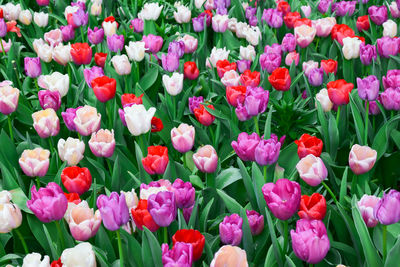 Colorful tulip flowers garden in spring