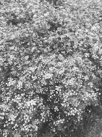 High angle view of white flowering plants on snow