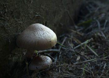 Close-up of mushroom growing on field