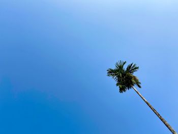 Low angle view of coconut palm tree against blue sky