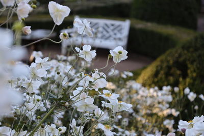 Close-up of white flowering plant