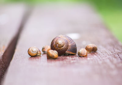 Close-up of snail