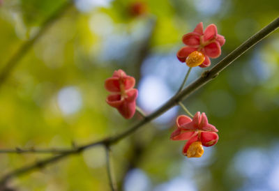 Deciduous shrub, pink flowers with orange seeds of euonymus europaeus or spindle. celastraceae