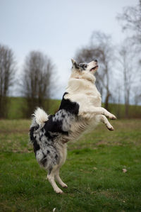 Full length of a dog on field