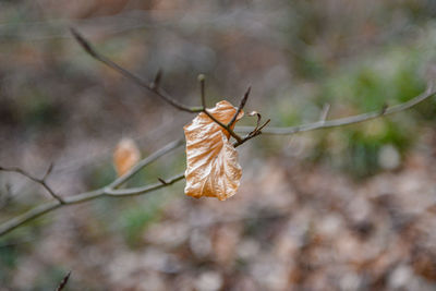 Close-up of dry leaf on plant