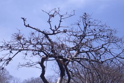 Low angle view of bare tree against sky