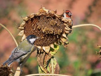 European goldfinch and great tit are looking for sunflower seeds