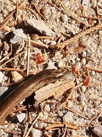 High angle view of insect on dry land