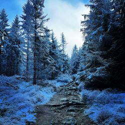 Trees on snow covered land against sky