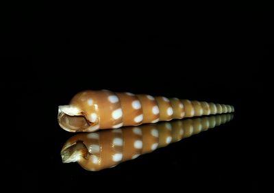 Close-up of over black background