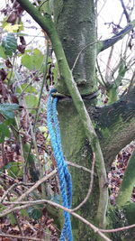 Close-up of plant against trees