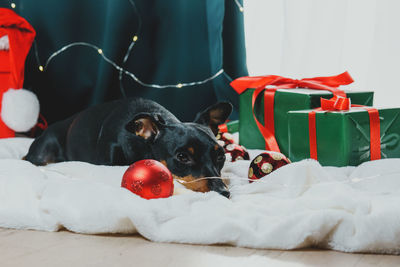 Portrait of dog lying on bed at home