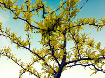 Low angle view of flower tree against clear sky