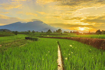 The beauty of the morning with a beautiful sunrise in green rice fields