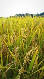 Close-up of stalks in field against clear sky