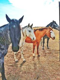 Horses standing in a field