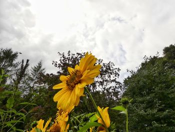 Low angle view of yellow flower blooming against sky