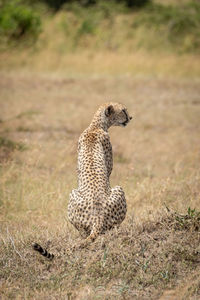 Cheetah on land in forest