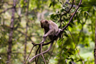 Monkey sitting on a tree